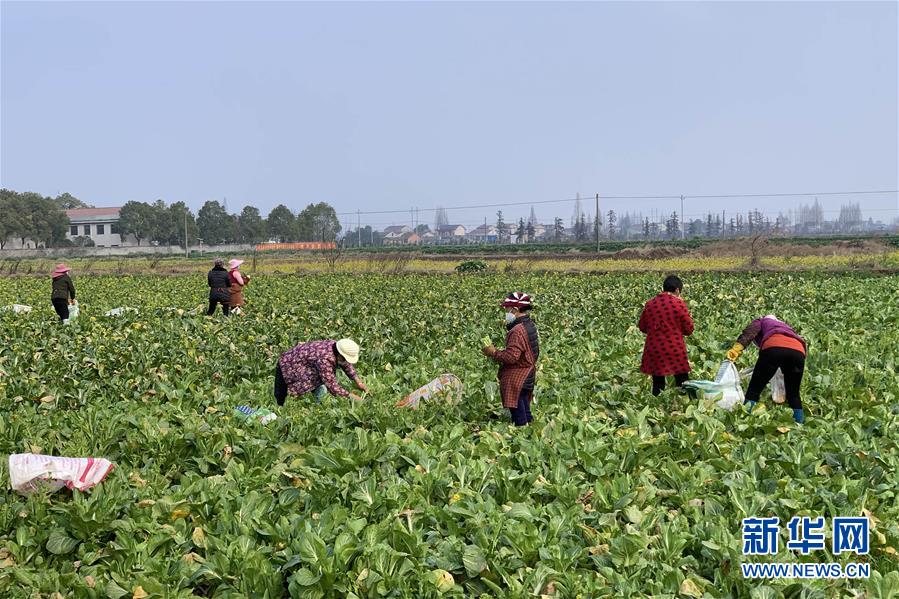 （新華全媒頭條·圖文互動）（4）努力保持生產(chǎn)生活平穩(wěn)有序——抓緊復(fù)工復(fù)產(chǎn)穩(wěn)定經(jīng)濟(jì)運(yùn)行掃描