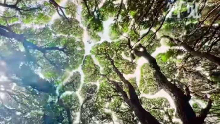 樹(shù)木為何會(huì)相互“禮讓”？