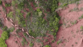 “象”往何方？ 象群正翻山南行 當(dāng)?shù)赜行蚴枭⑷罕? /></a>
<div   id=