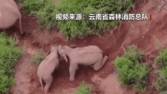 “象”往何方？野象群持續(xù)向南行進(jìn)