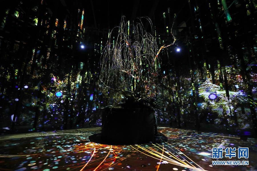 （國際）（4）日本東京：寒冬時節賞“繁花” 